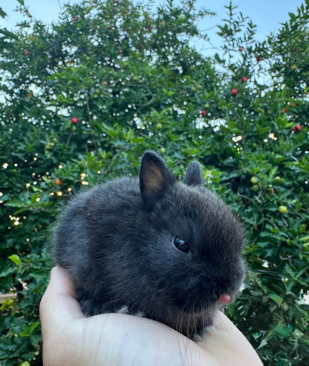 Coelho anao netherland dwarf  - Foto 4