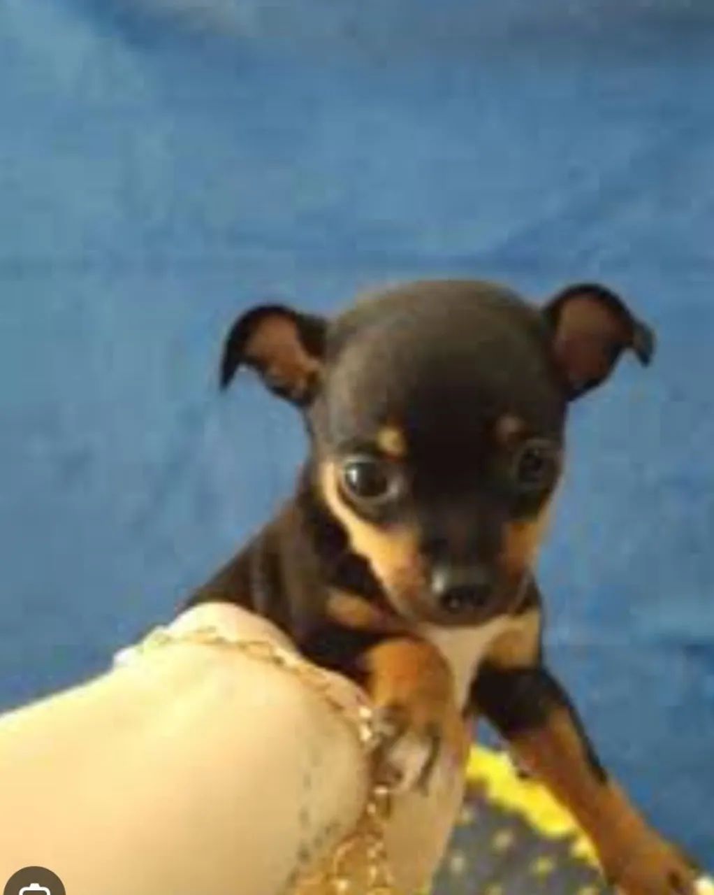 Pinscher n 1 pronta a entrega 