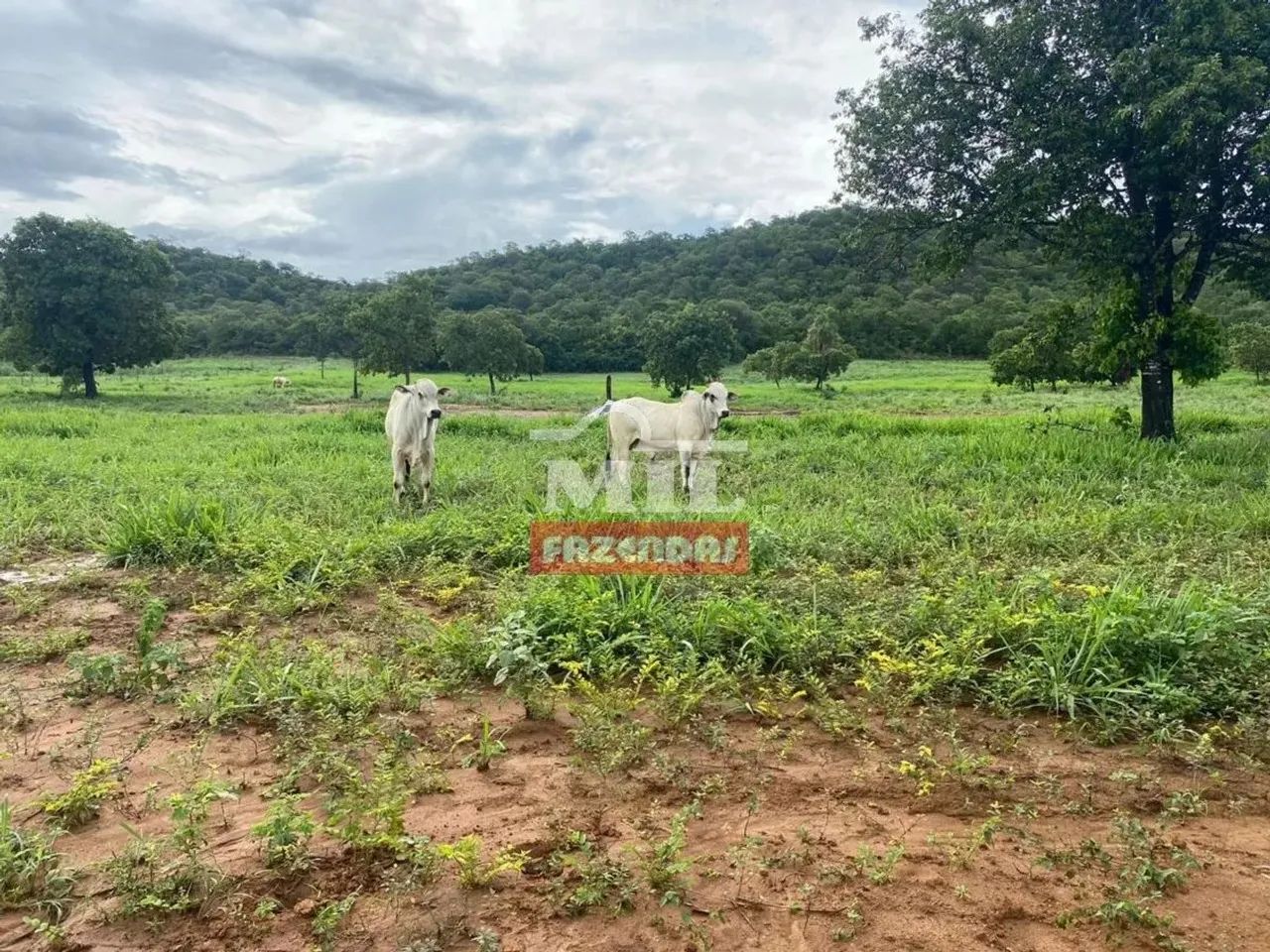 Fazenda 106 Alqueires (515 Hectares) Jau do Tocantins - TO - Foto 3