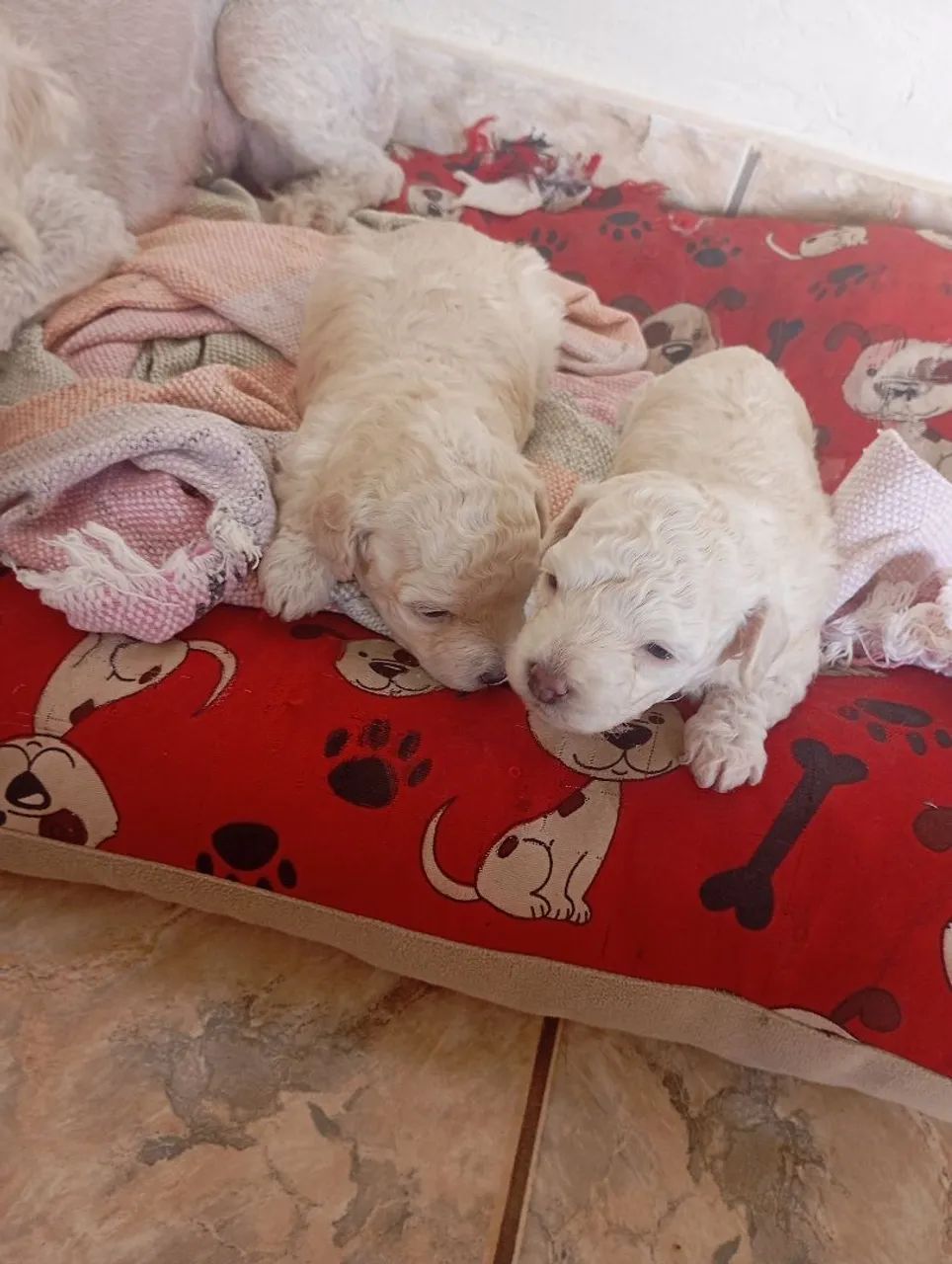 Cachorro poodle raça pura 