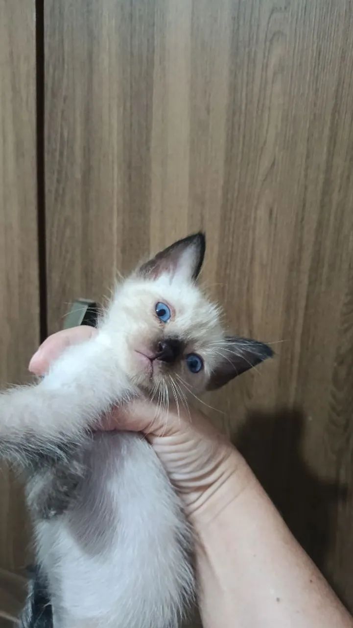 Gatinho para adoção responsável  - Foto 2