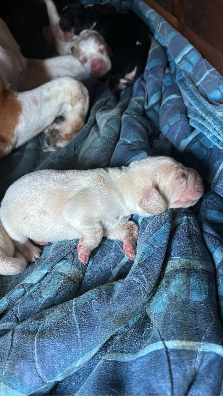 Filhotes de Beagle  - Foto 4