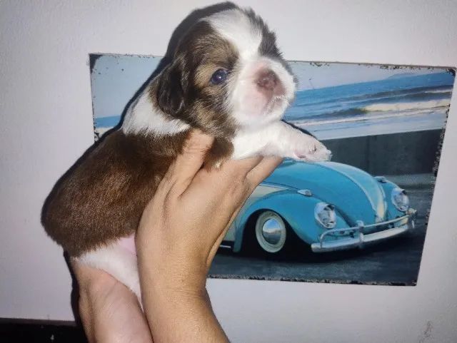 Shitzu filhote  - Foto 2