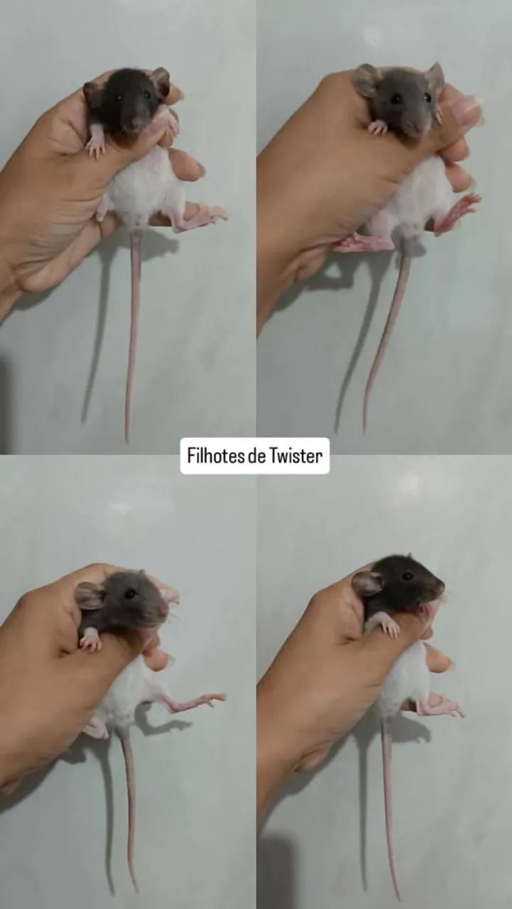Filhotes De Ratos Twister Disponíveis!!!