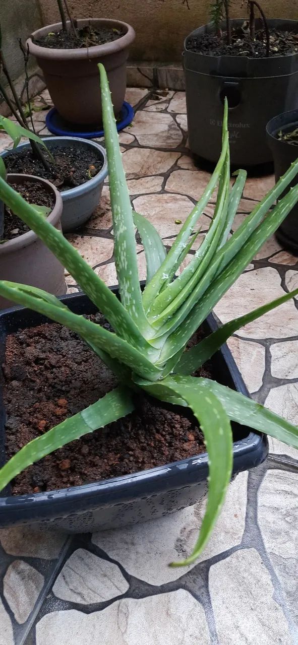Várias mudas de babosa no vaso com terra adubada  - Foto 4
