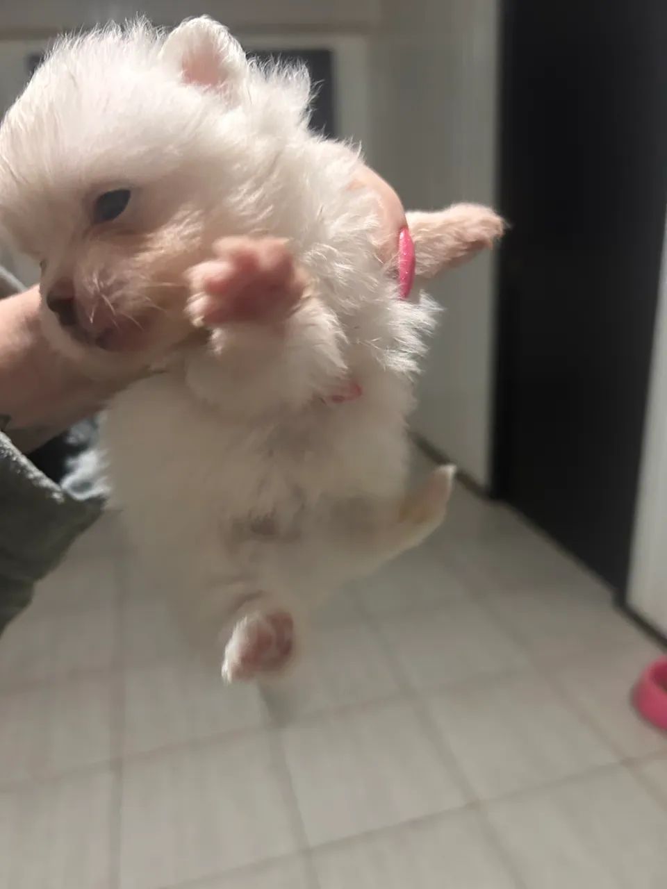 Animais de estimação  - Foto 3