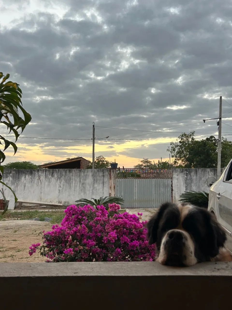 Filhotes de São Bernardo 
