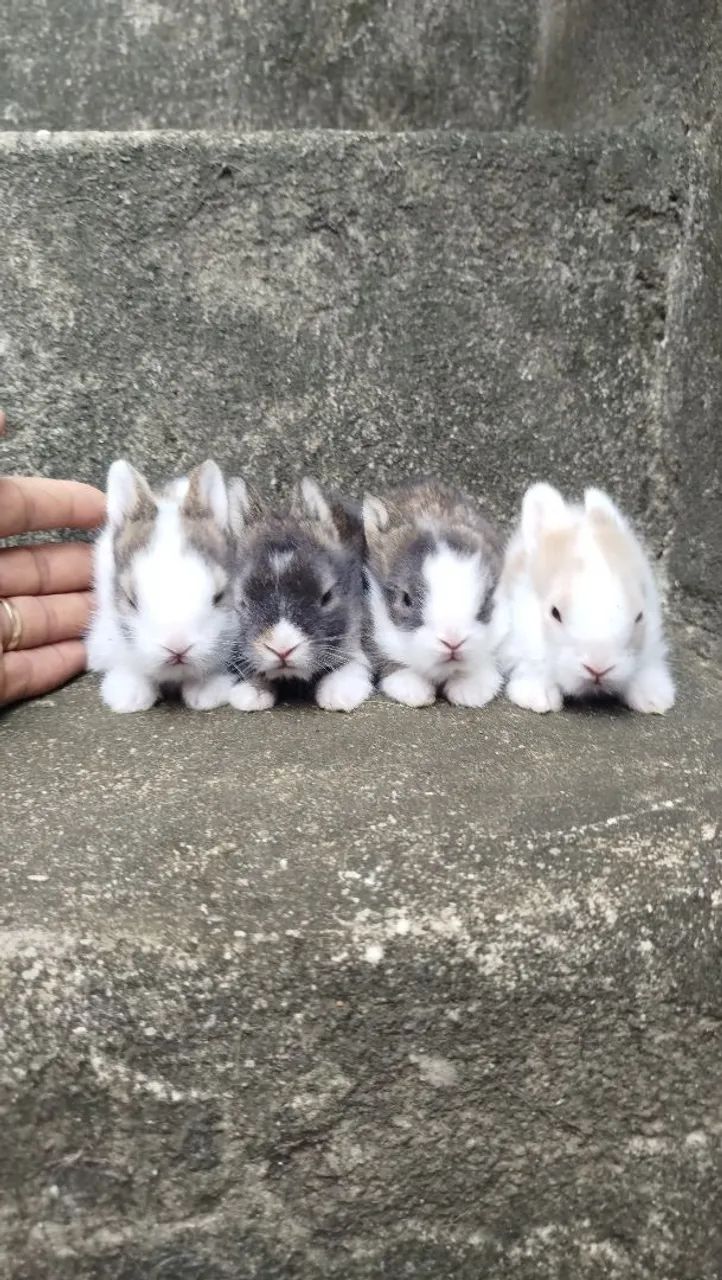 Coelhos - Foto 3