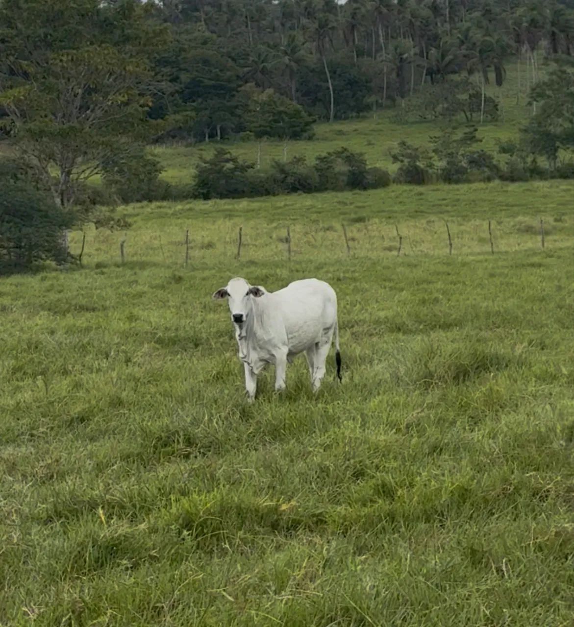 Bezerras Nelore 