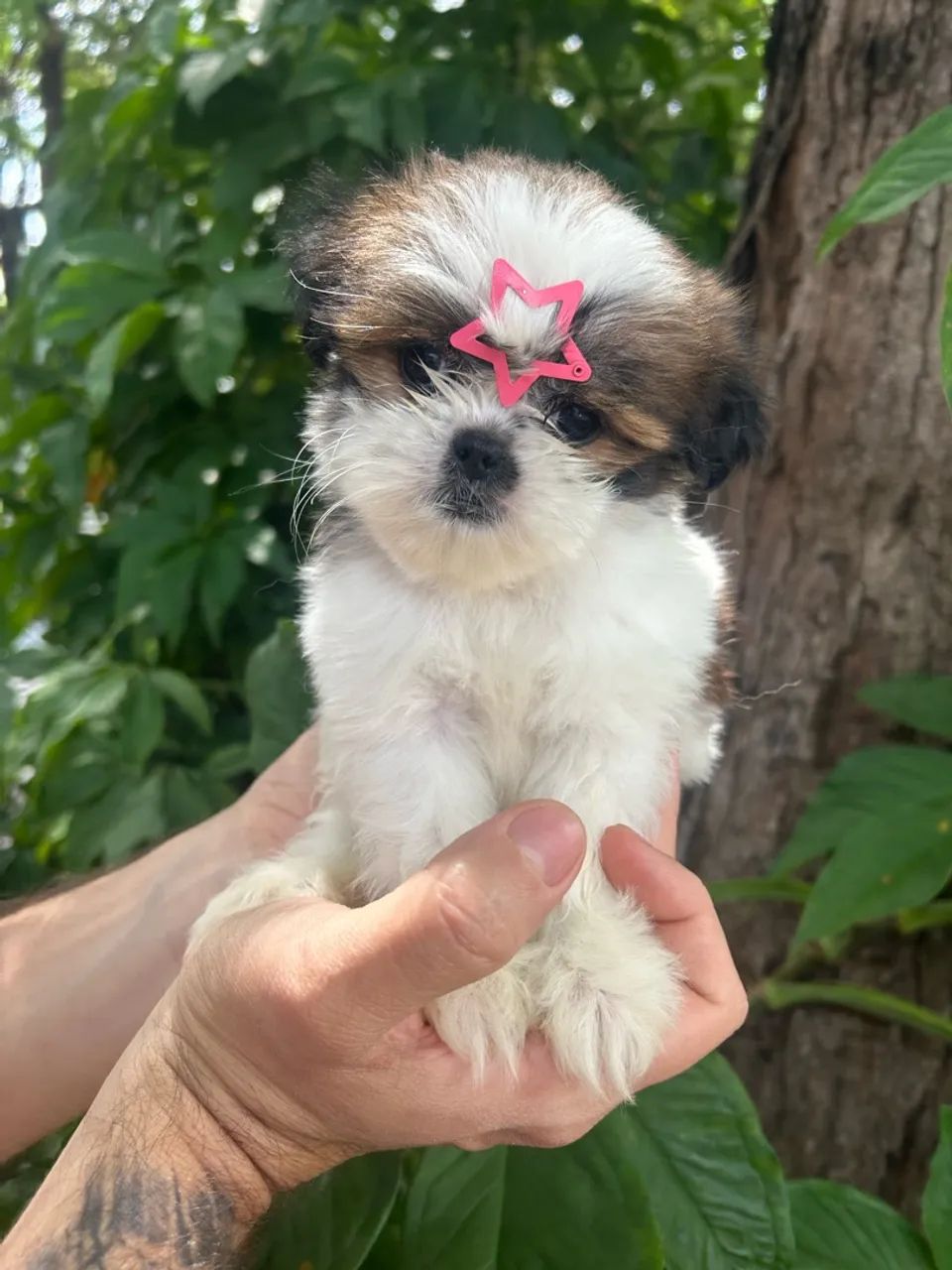 Shihtzu  - Foto 2
