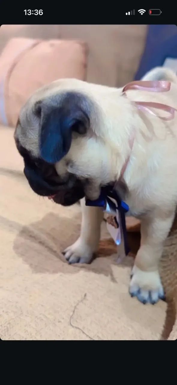 Pug com pedigree  - Foto 5