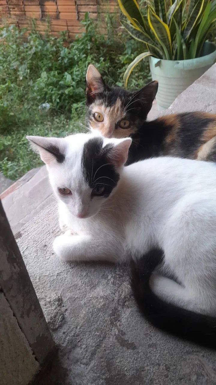 Adoção  - Foto 2
