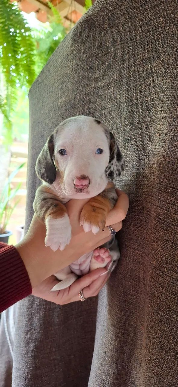 Filhote Dachshund - Foto 3
