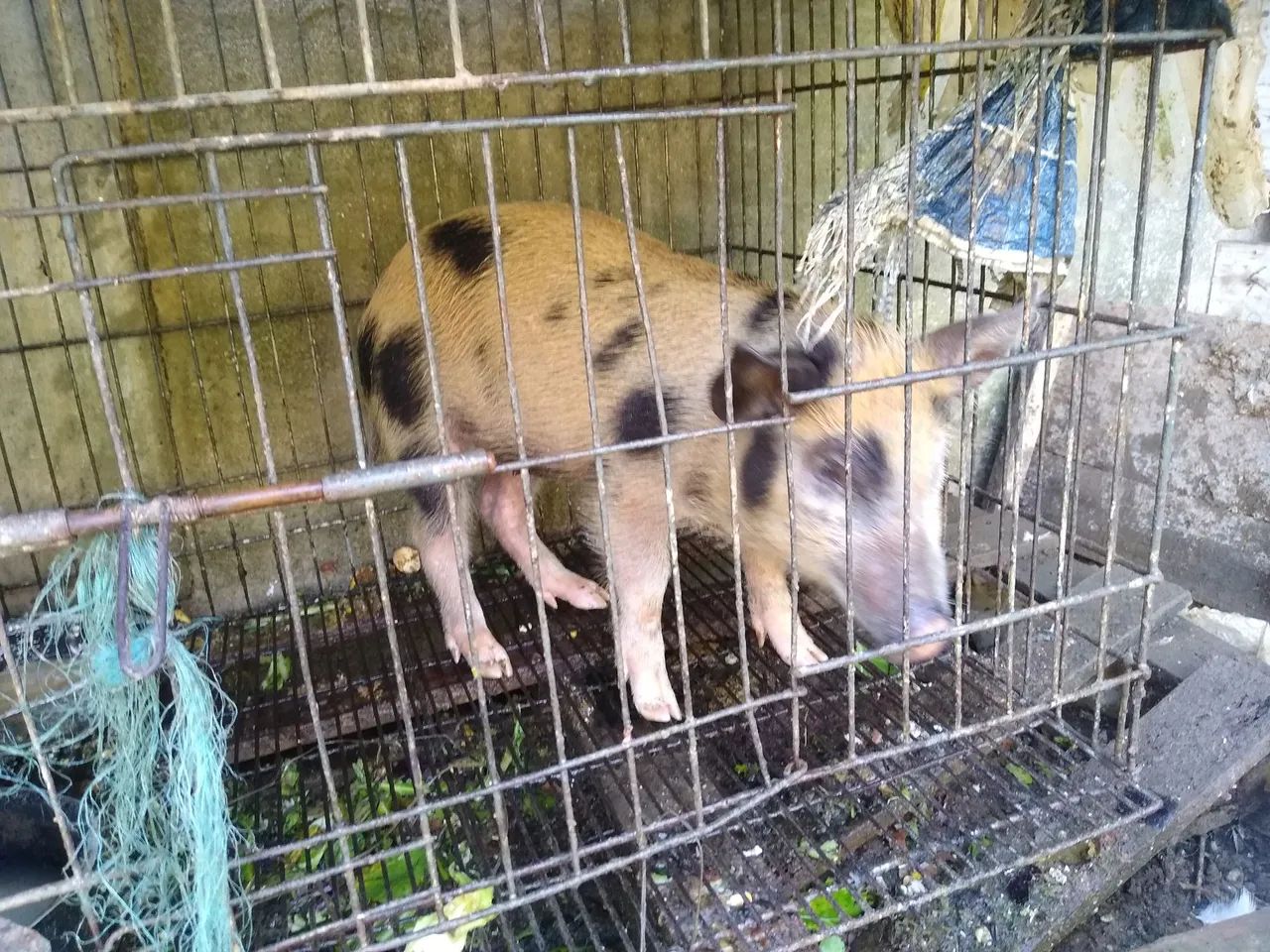 leitões  - Foto 2