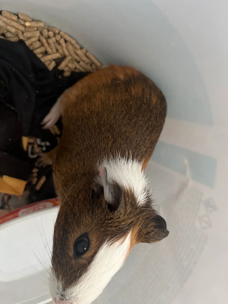 Porquinho da índia - Foto 2