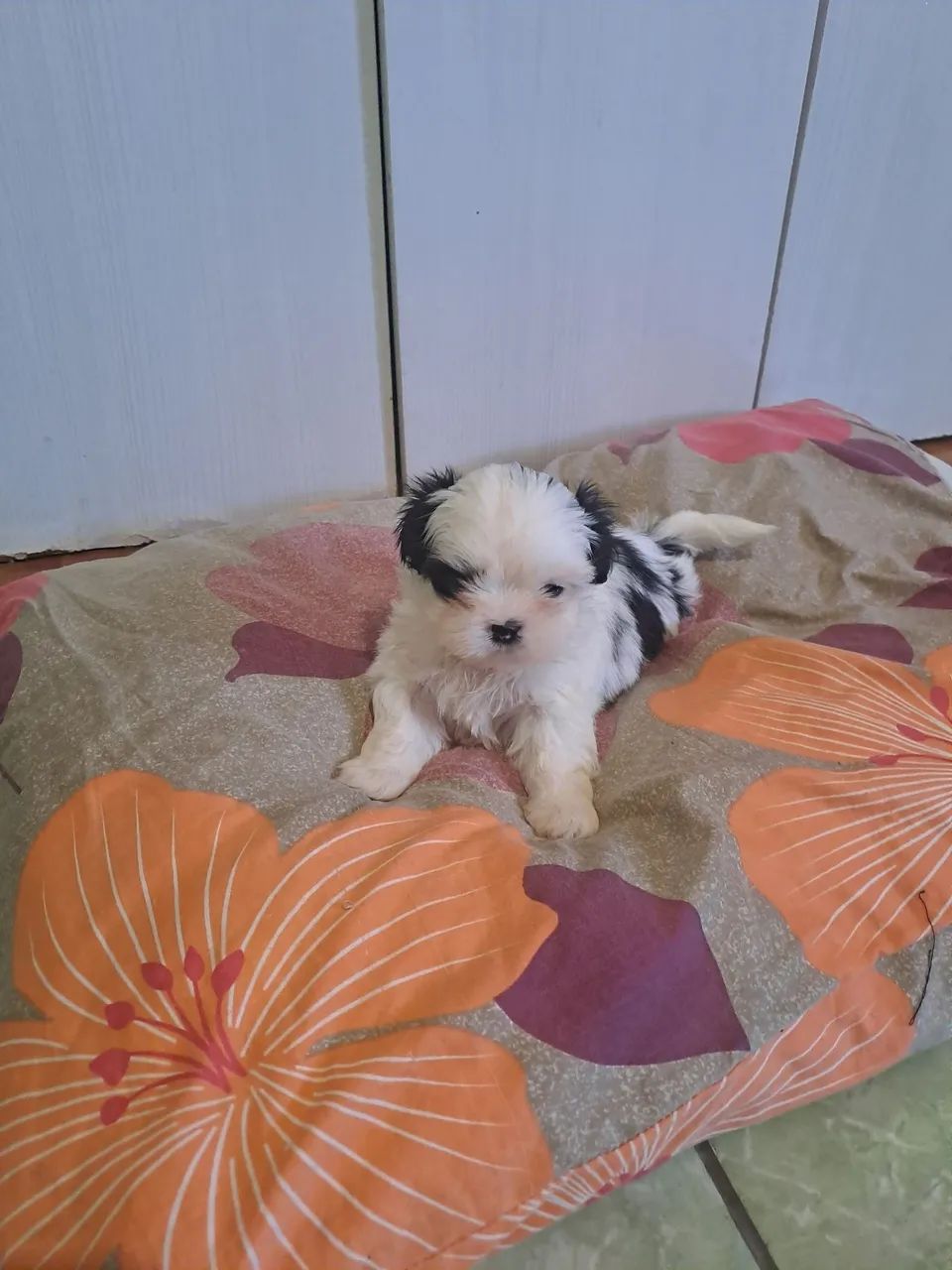 Cachorro ?