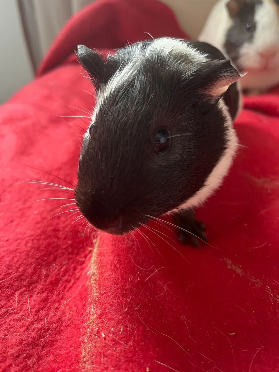 Porquinhos da india macho  - Foto 5