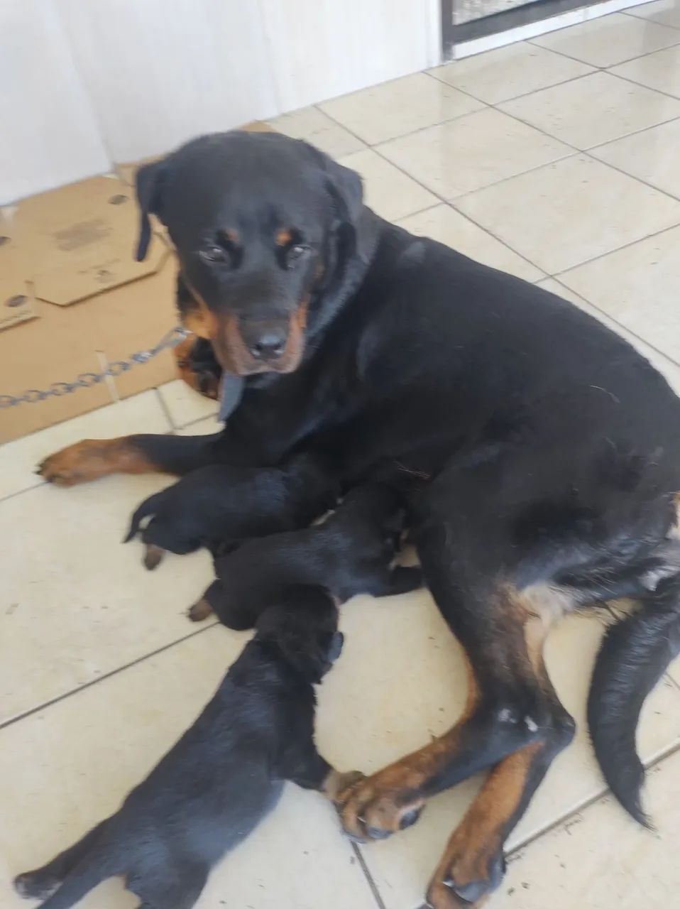 Rottweilers Alemães  - Foto 3