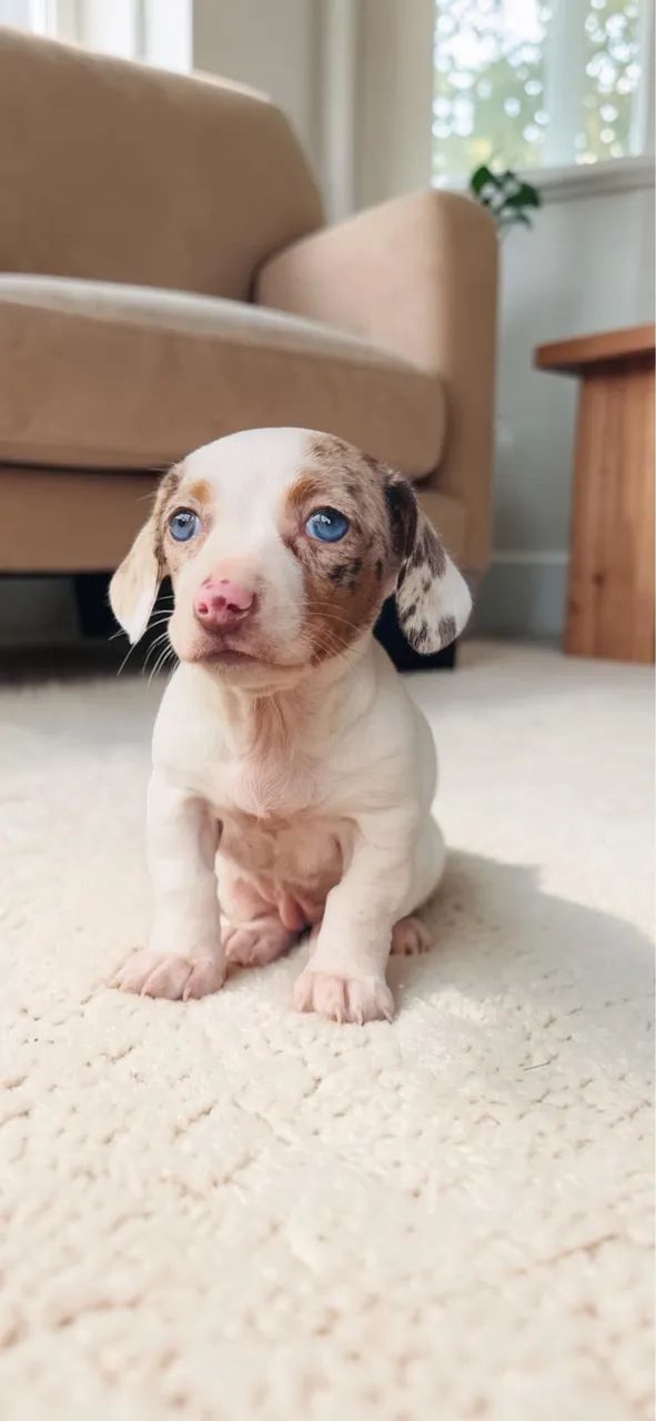 Daschund Mini fêmea  - Foto 5