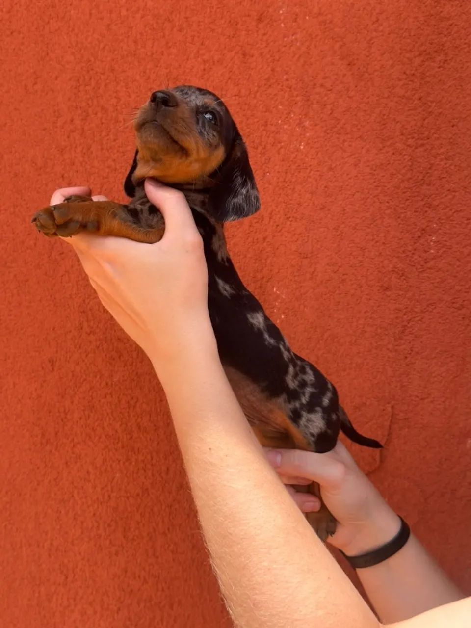 SALSICHA ALERQUIN - Foto 4
