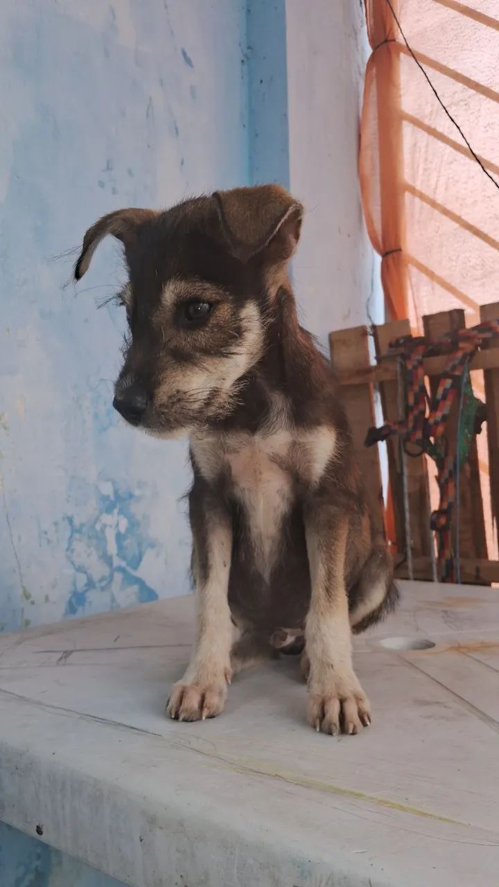 Doando filhote macho  - Foto 2