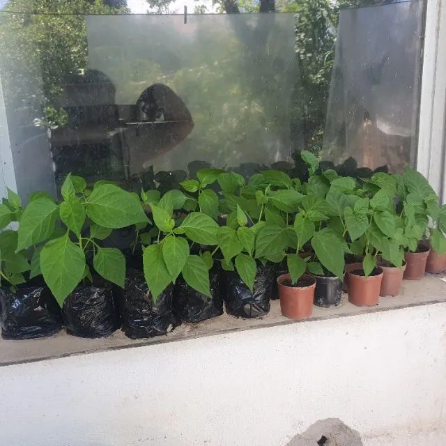 Pe de pimentas variados - Foto 2