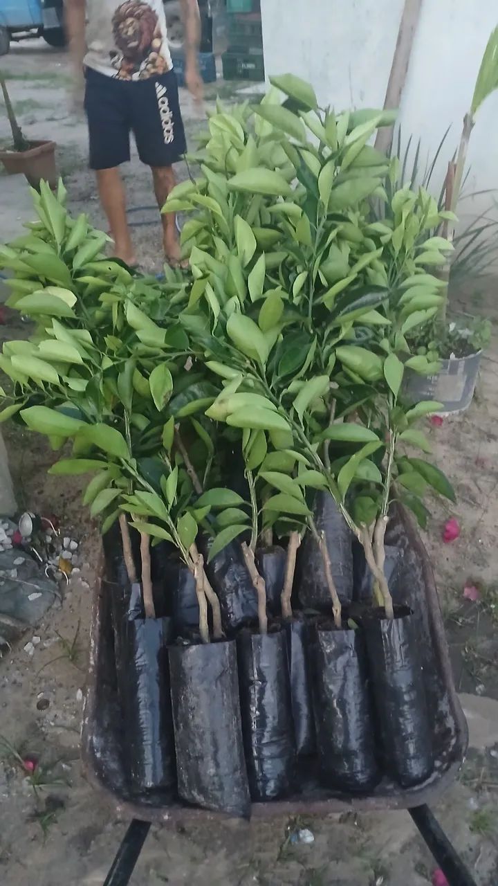 Mudas de laranjas diversas