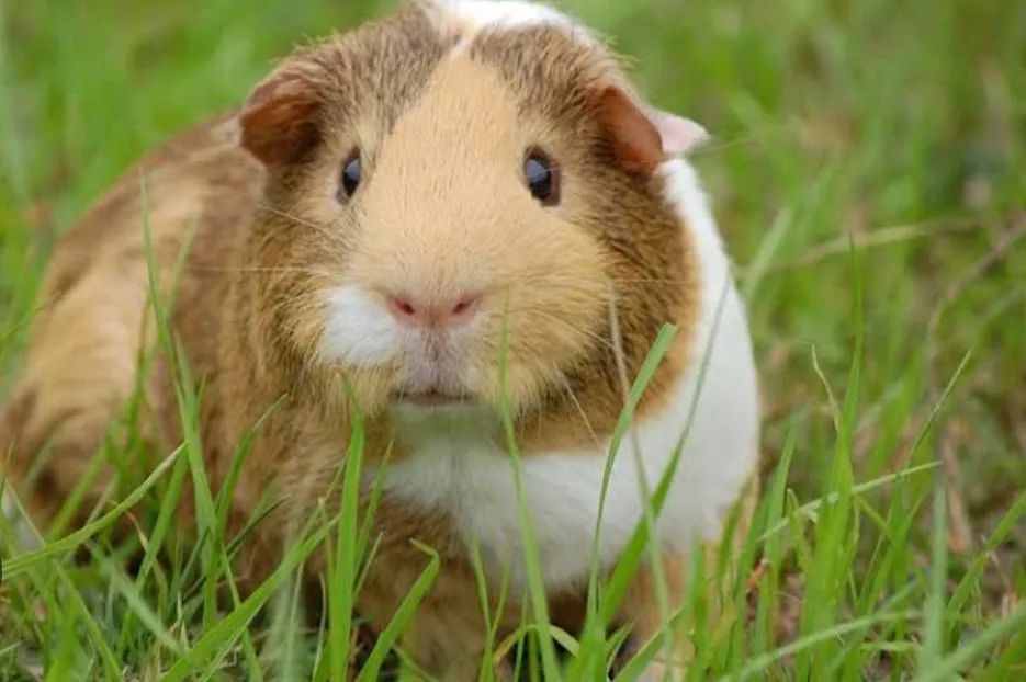 Porquinho da índia inglês pelo liso  - Foto 3