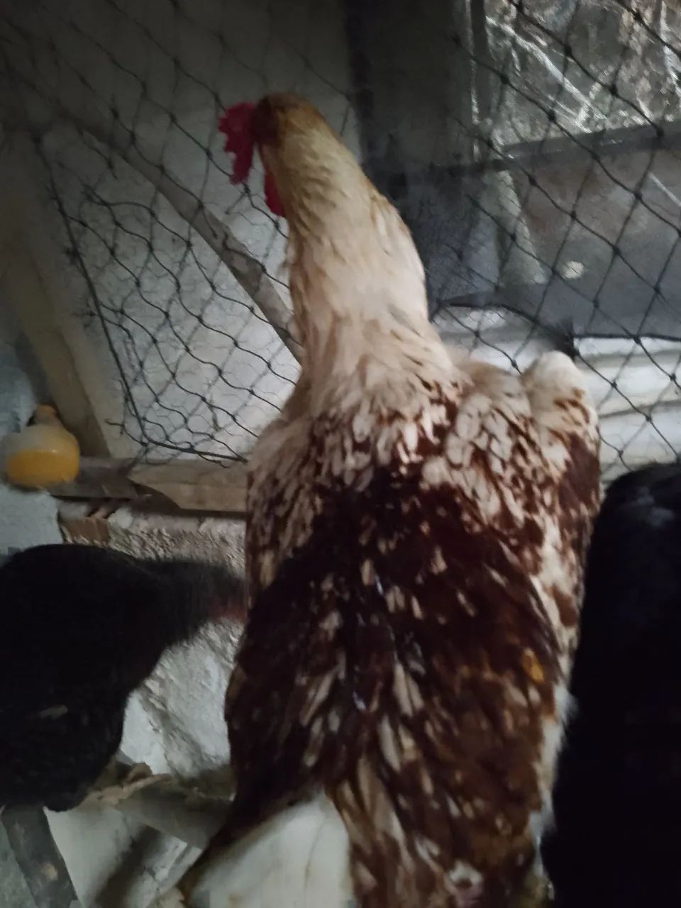 Galinha e um galo - Foto 4