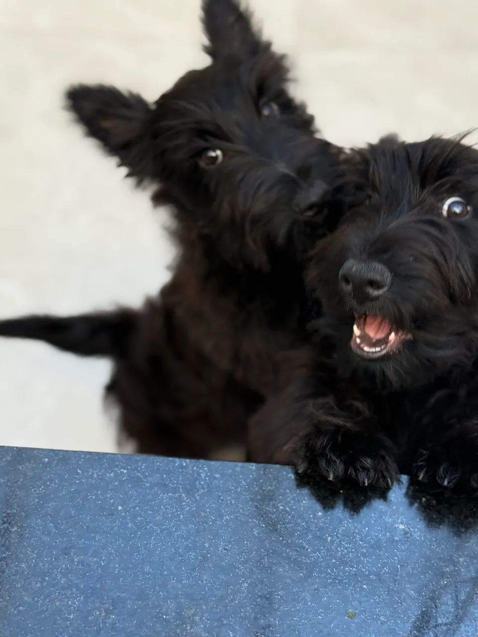 Scottish Terrier - Foto 4