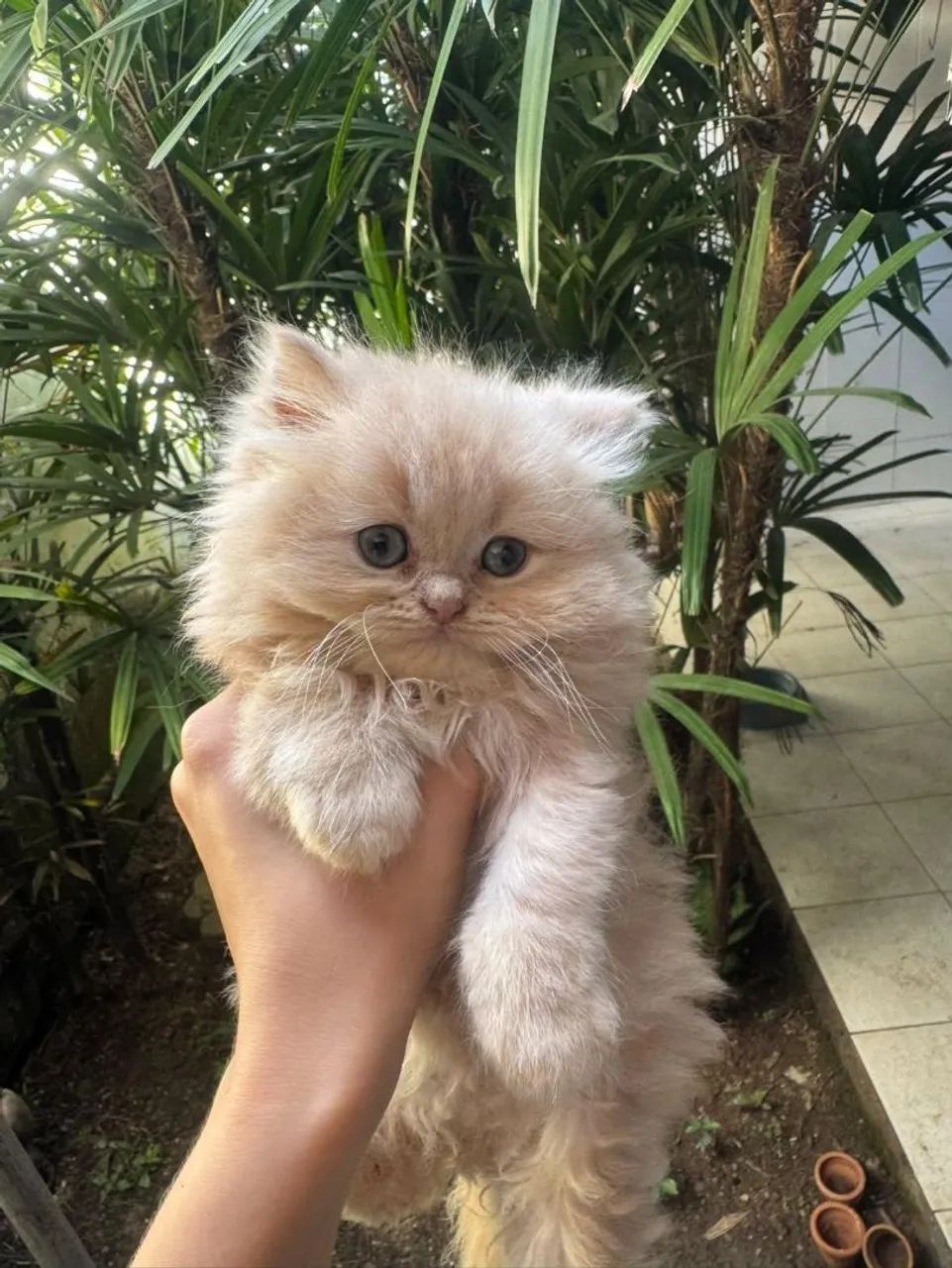 Gatos Persas  - Foto 3