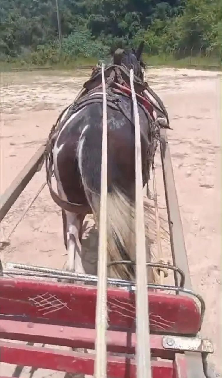 Cavalo pampa  - Foto 3