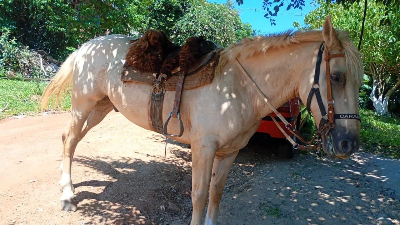 Cavalo  - Foto 4