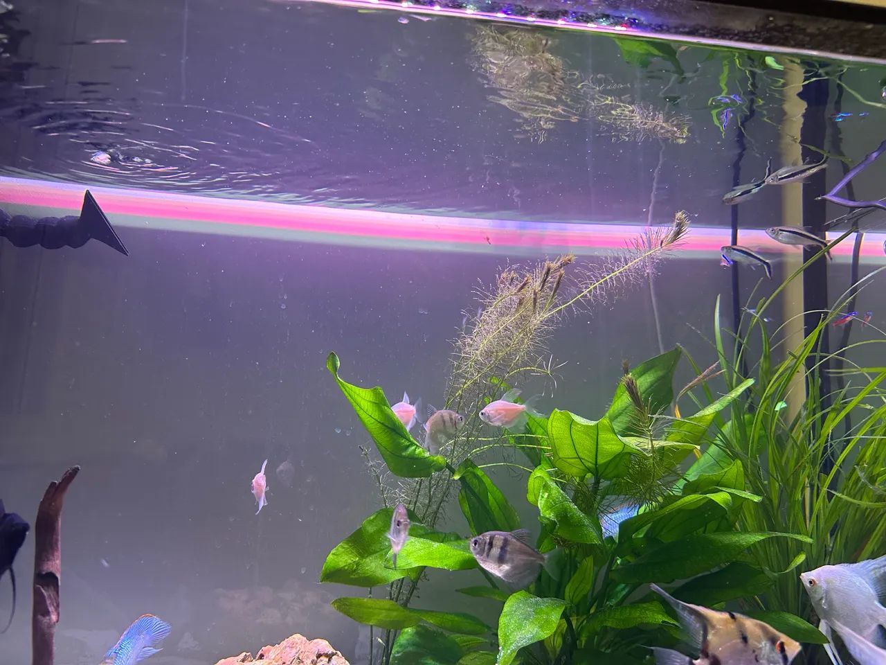 Luminária Ocean Tech Nour Plus Fresh 50cm 42W Aquário Plantado - Foto 3