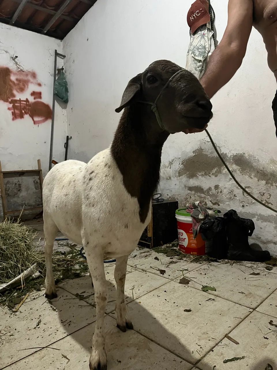 Carneiro Santa Inês puro