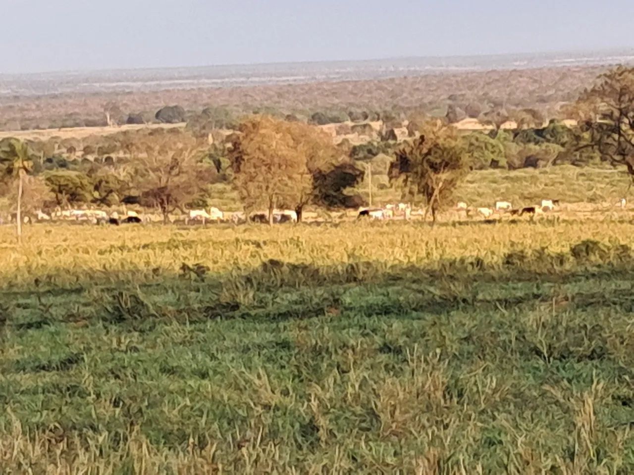 Fazenda em Anastácio MS - Foto 5