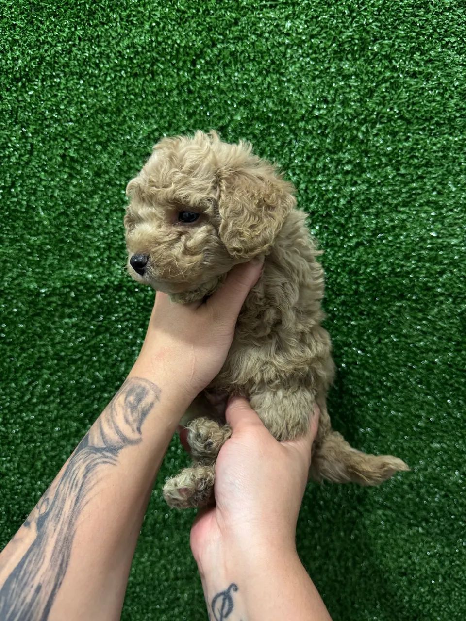 Poodle Toy Verdadeiro - Filhotes Pequenos e Inteligentes - Foto 5