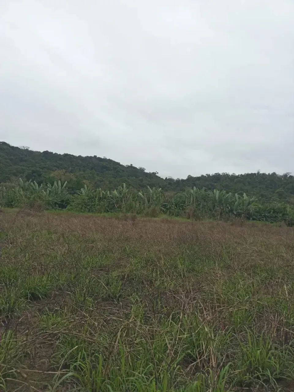 Sítio com 28 alqueires em Potinga - Guaraqueçaba - Foto 4