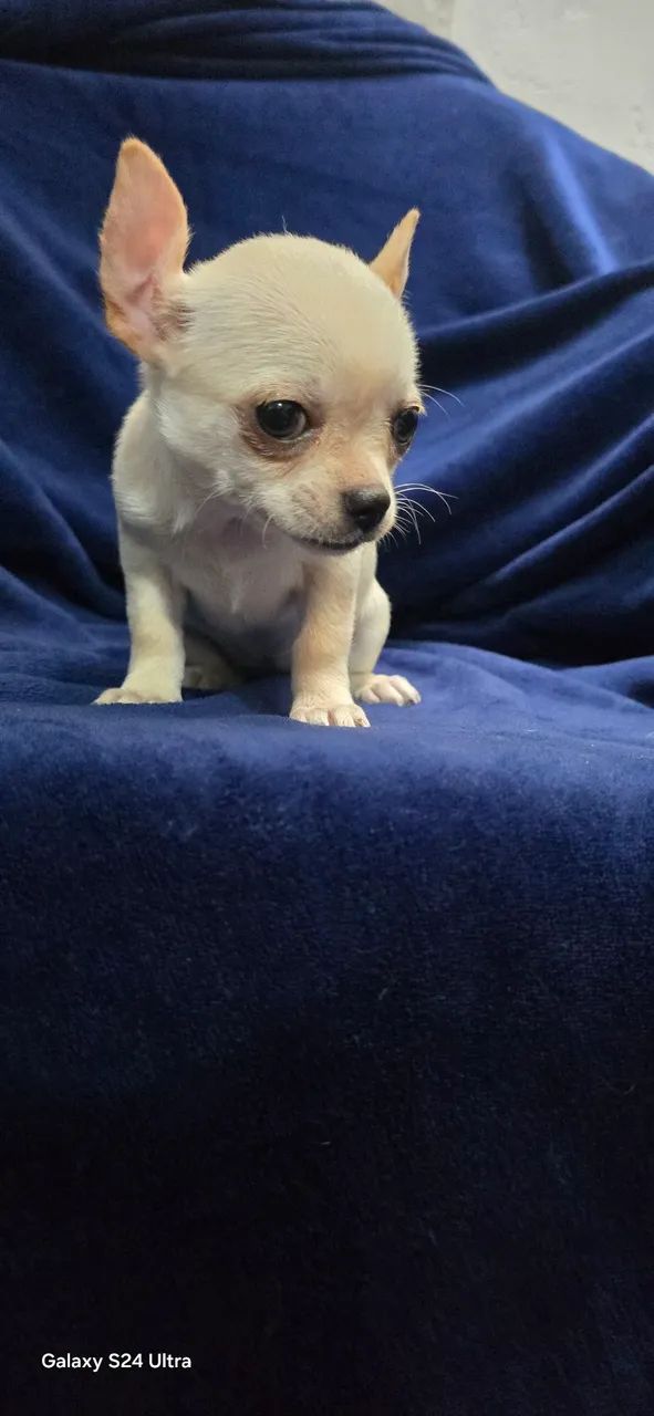Chihuahua  - Foto 3