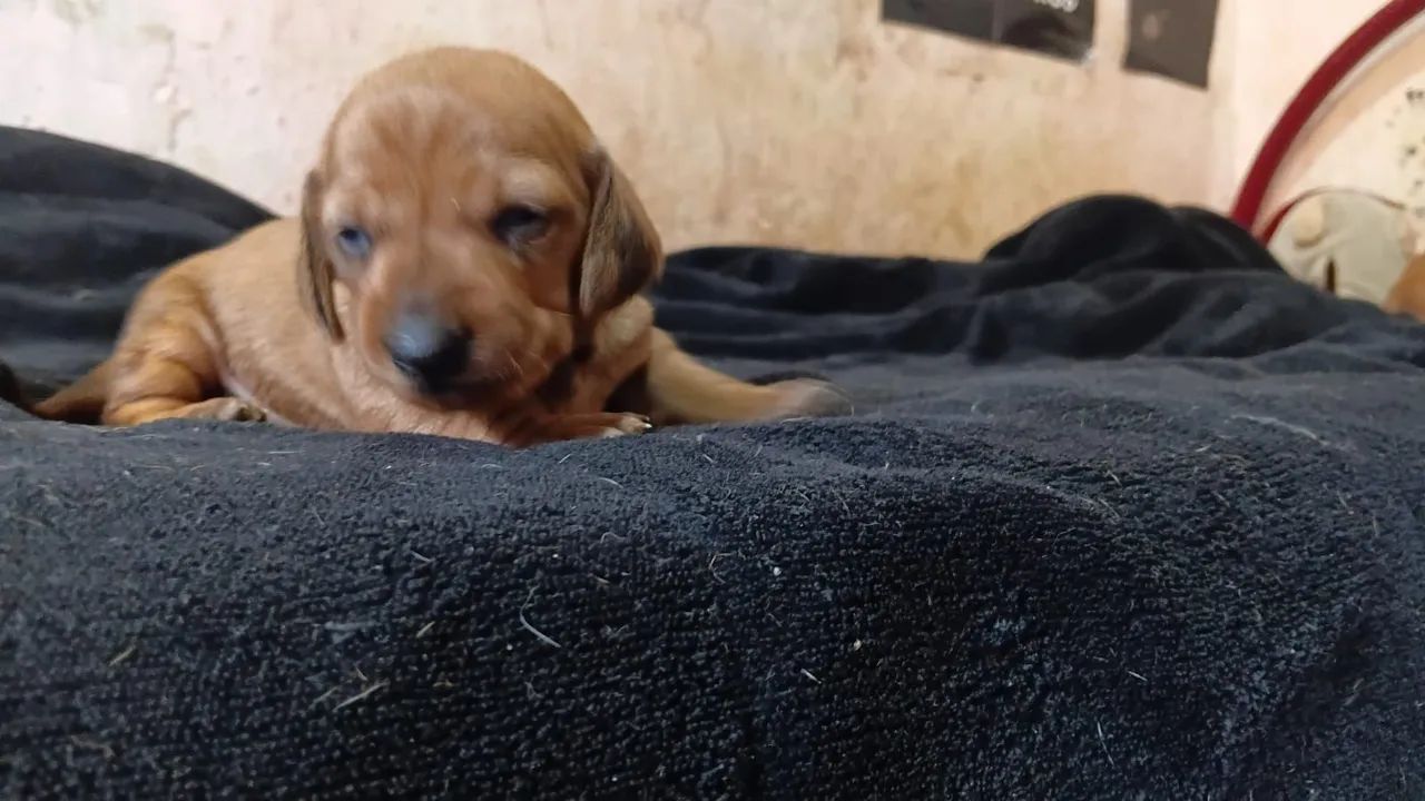 Daschund  - Foto 4