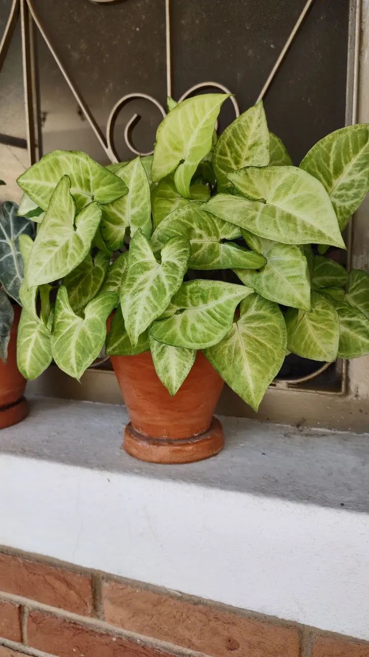 Plantas - Foto 3