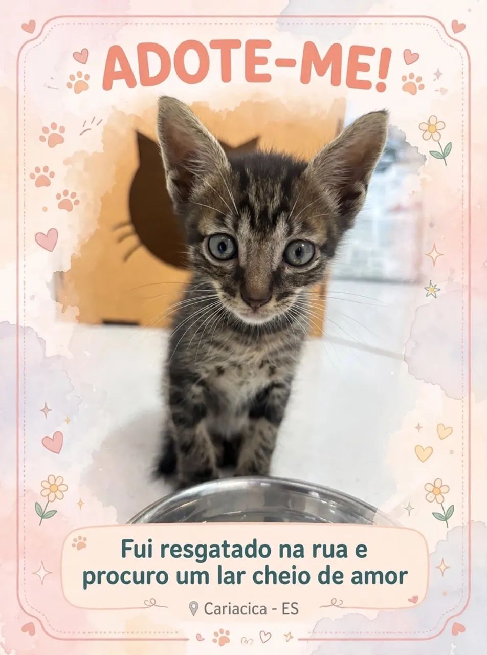 Doação de gato