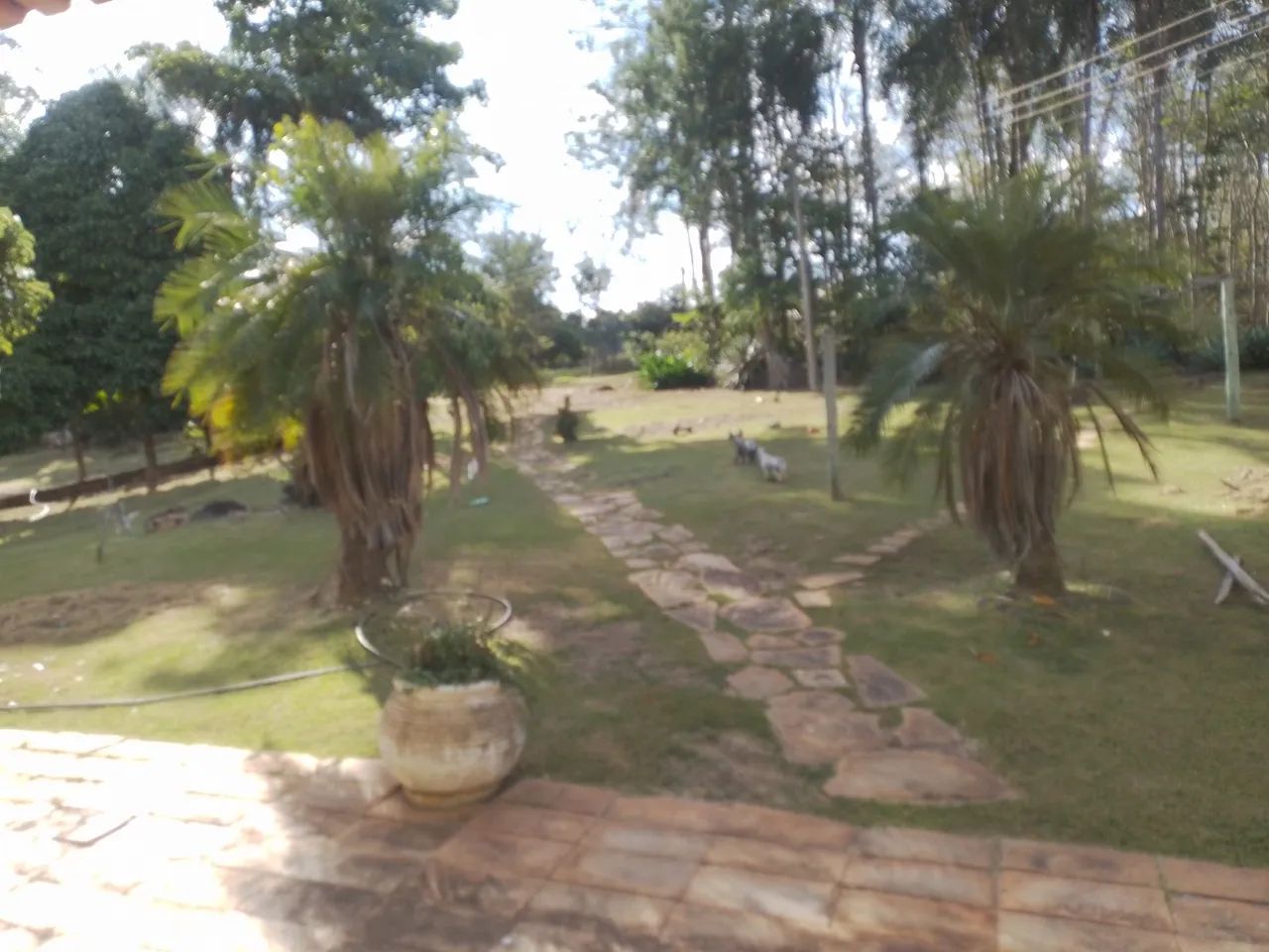 Vendo chácara com 6 alqueires  - Foto 5