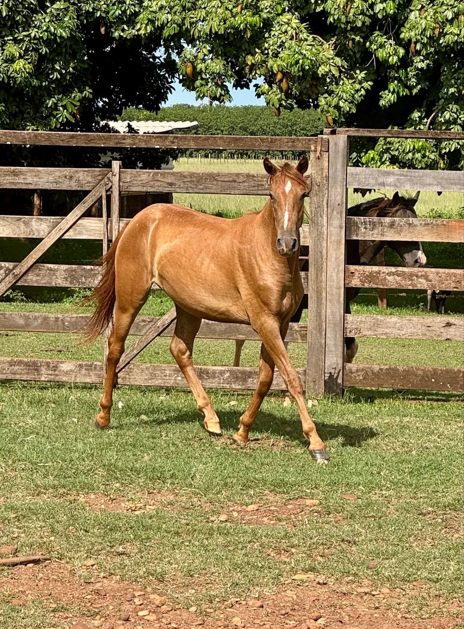 Potra quarto de milha sem documento  - Foto 4