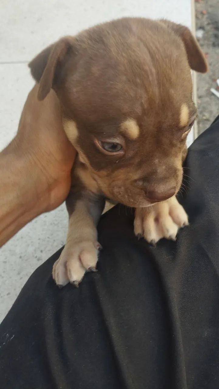 Cachorro ? - Foto 4