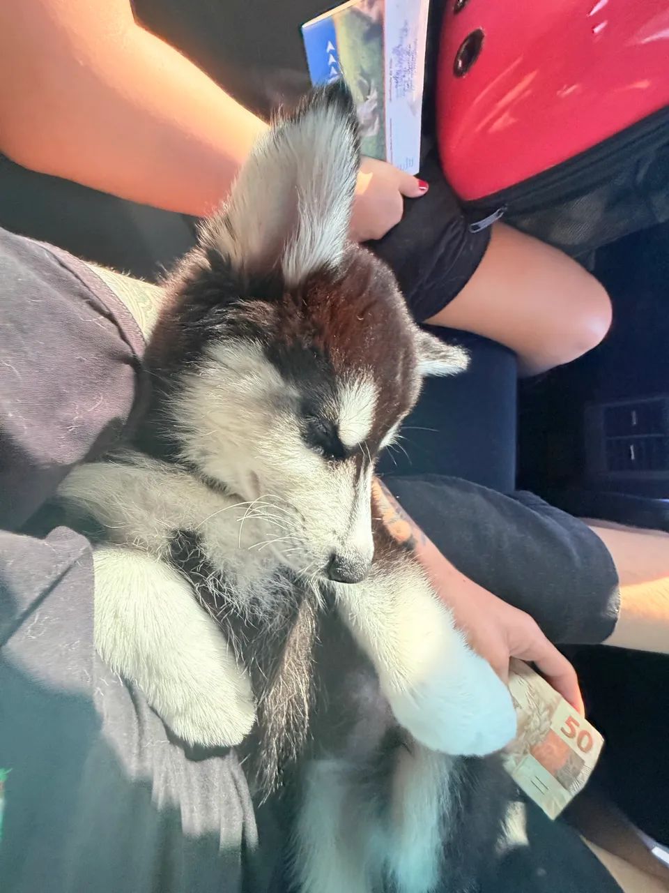 Husky Siberiano - Foto 5