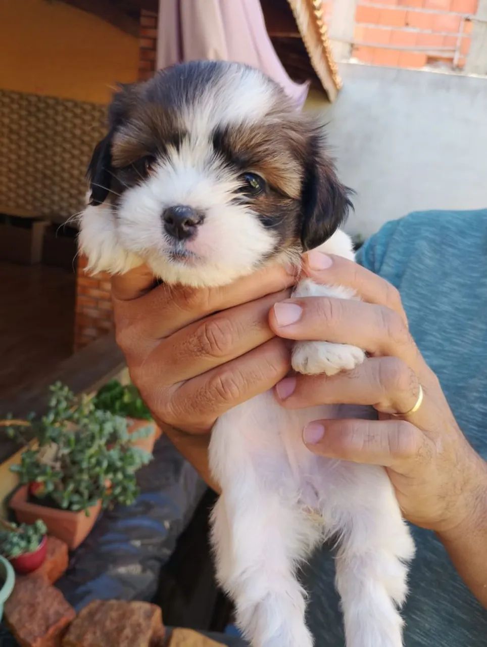Cachorro Shitzu - Foto 3