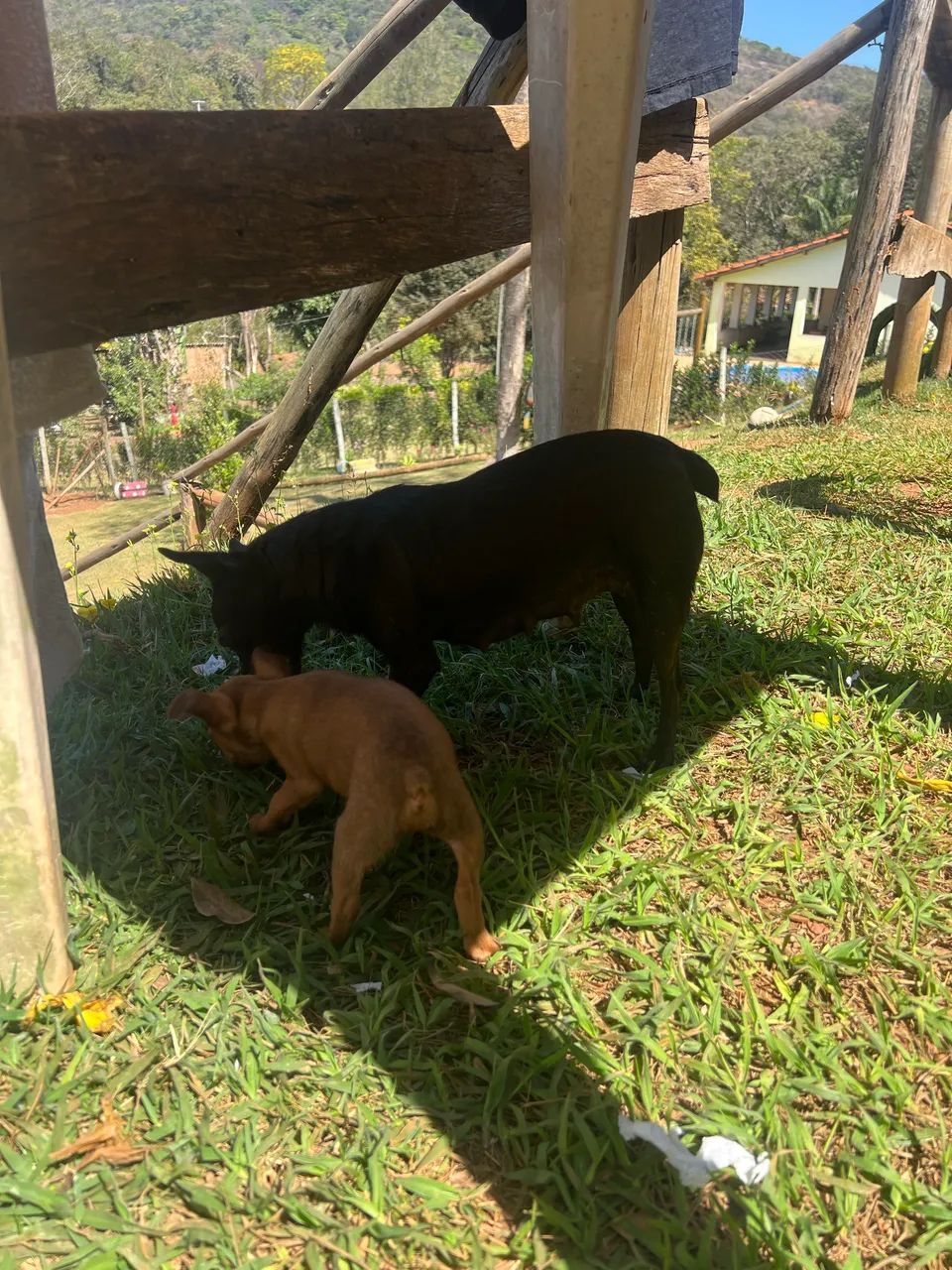 Cachorro pinscher 02 - Foto 3