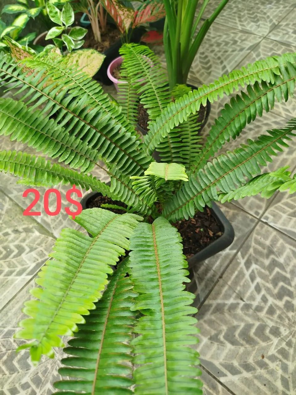 Plantas  - Foto 3