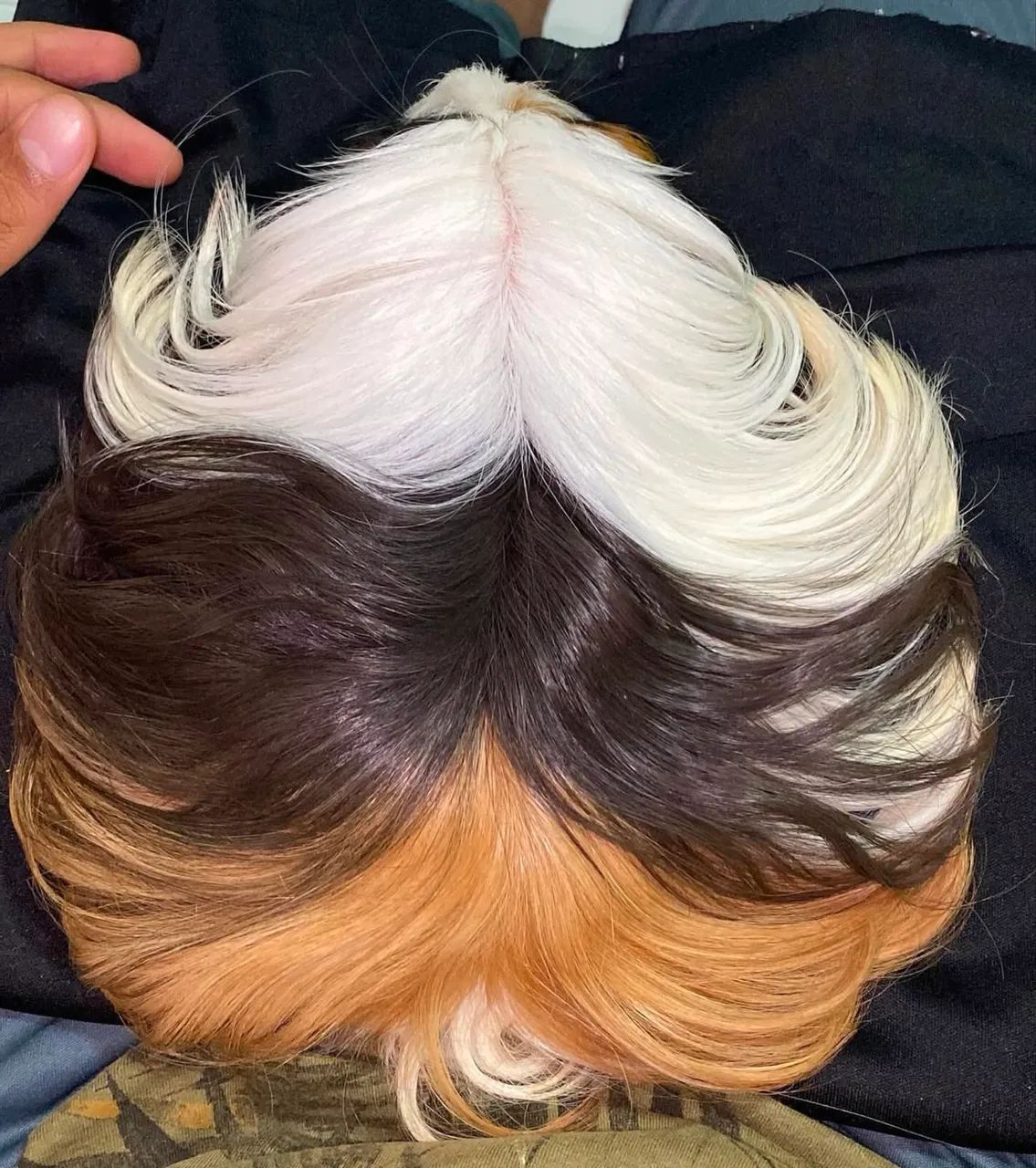 Porquinhos da índia pelo longo 424794470420336642